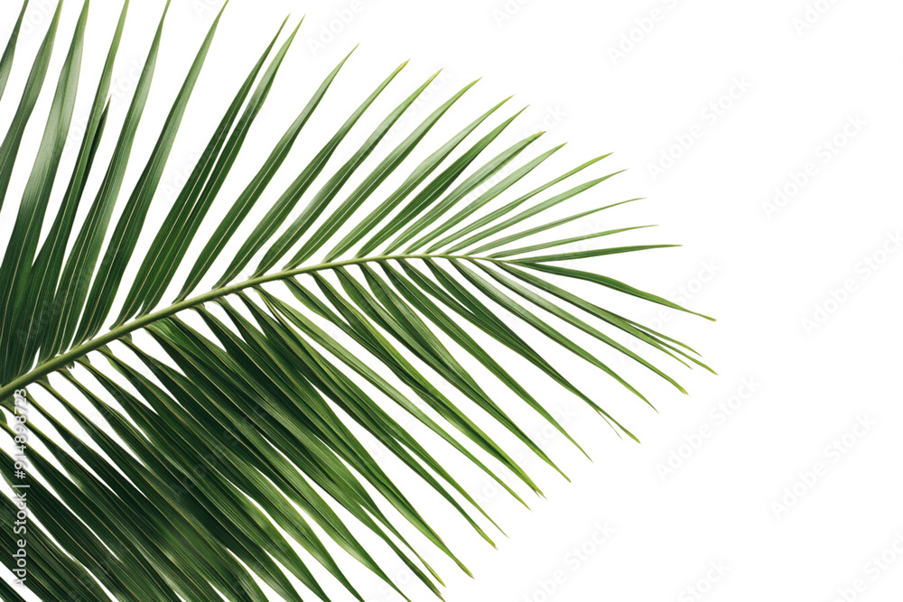 Obraz premium Isolated palm leaf on a white background,
