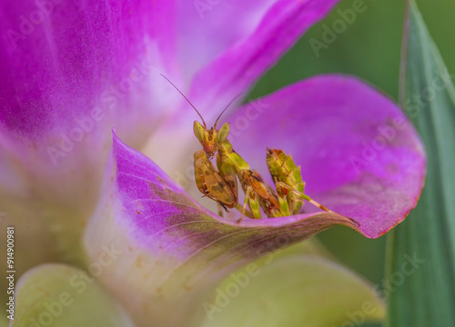 The Creobroter gemmatus on Zingiberaceae flower (Siam Tulip) photo