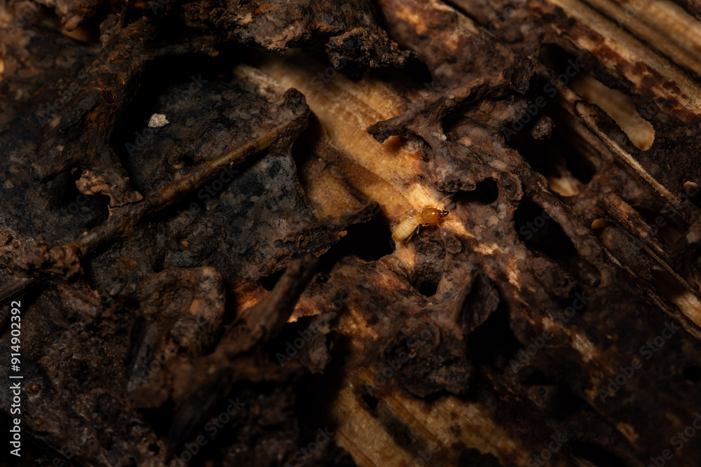 Termites eat wood floor and destroy house.close up. Termites eat wood floor and destroy house.close up.