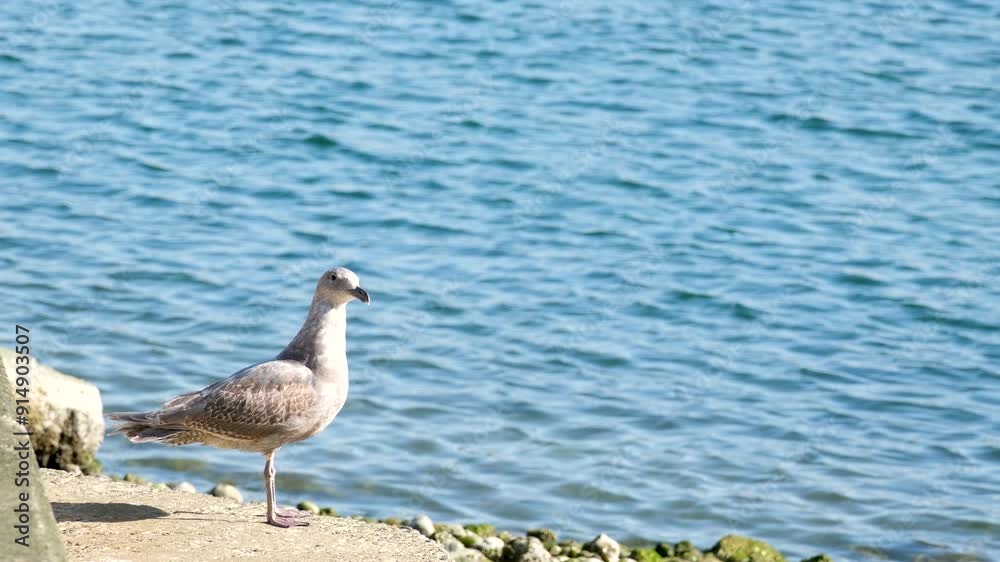 Seagull on the river bank. Calm tranquility calm bird sitting on the shore of calm water Seagull on the river bank. Calm tranquility calm bird sitting on the shore of calm water