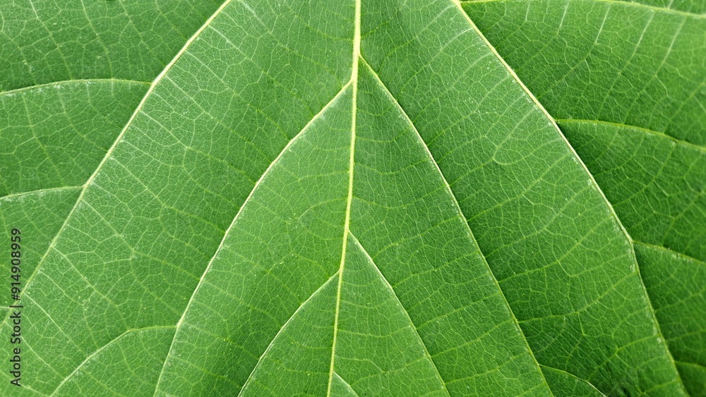 beautiful and detailed green leaf texture beautiful and detailed green leaf texture