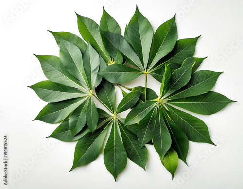 Wallpaper Mural cassava leaves isolated on white Torontodigital.ca