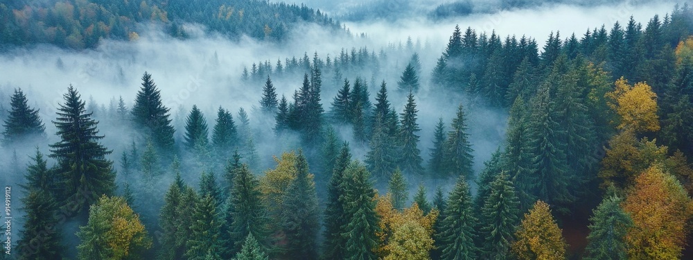 Obraz premium Ethereal Autumn Forest: Aerial View of Misty Ancient Woodland at Dawn. Mysterious Landscape with Fog-Shrouded Trees, Rich Fall Colors, and Moody Atmosphere. Captivating 4K Nature Wallpaper for Travel 