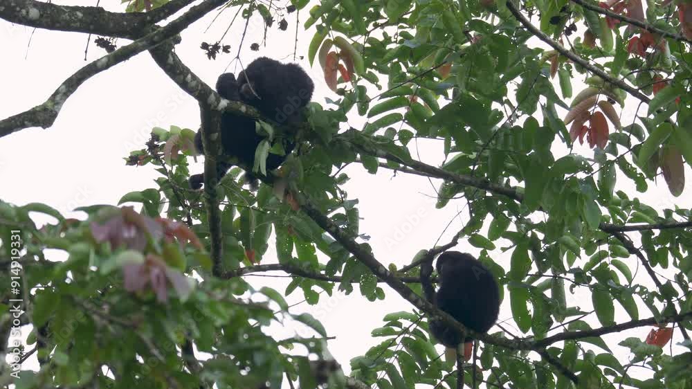 Siamang Gibbon family sleep and relaxing on tree in tropical rainforest. Symphalangus syndactylus is an endangered arboreal black-furred gibbon native to the forest of Malaysia, Thailand, and Sumatra Siamang Gibbon family sleep and relaxing on tree in tropical rainforest. Symphalangus syndactylus is an endangered arboreal black-furred gibbon native to the forest of Malaysia, Thailand, and Sumatra