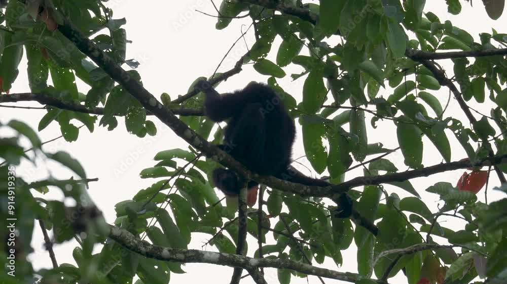 Siamang Gibbon lie down ready to sleep on tree in tropical rainforest. Symphalangus syndactylus is an endangered arboreal black-furred gibbon native to the forest of Malaysia, Thailand, and Sumatra Siamang Gibbon lie down ready to sleep on tree in tropical rainforest. Symphalangus syndactylus is an endangered arboreal black-furred gibbon native to the forest of Malaysia, Thailand, and Sumatra