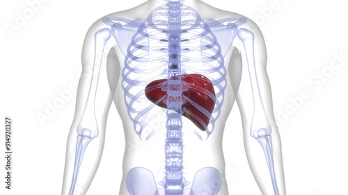 Human Internal Digestive Organ Liver Anatomy Animation Concept