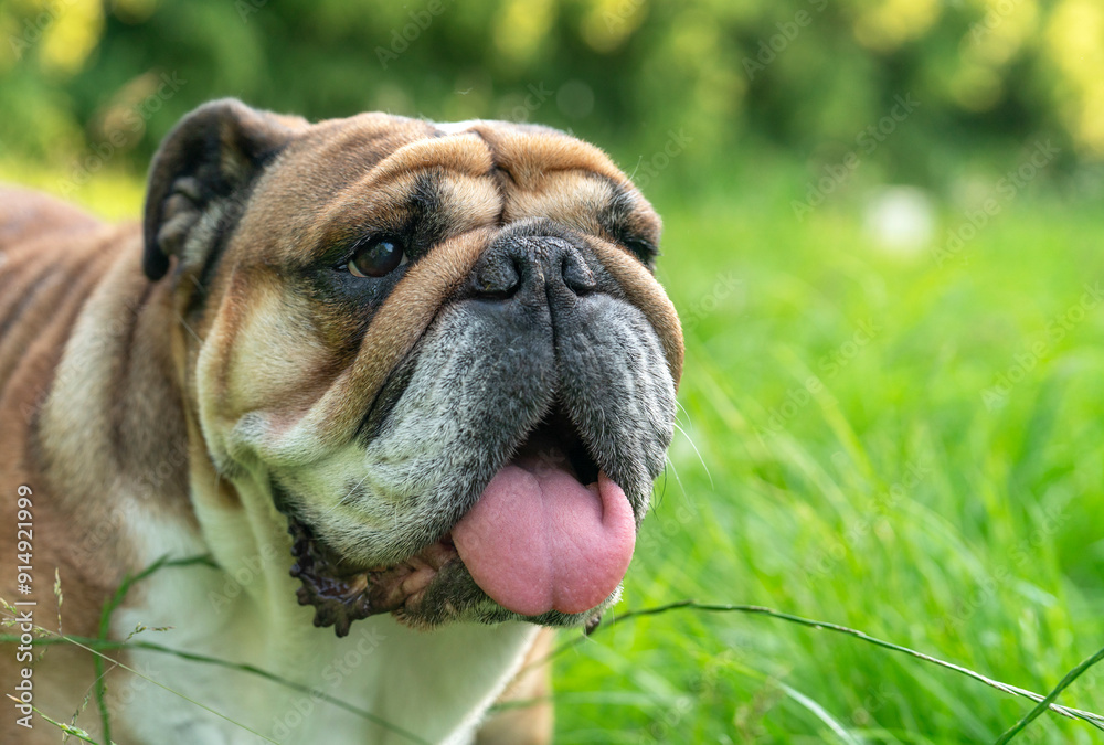 English bulldog enjoying sunny day in grassy park English bulldog enjoying sunny day in grassy park