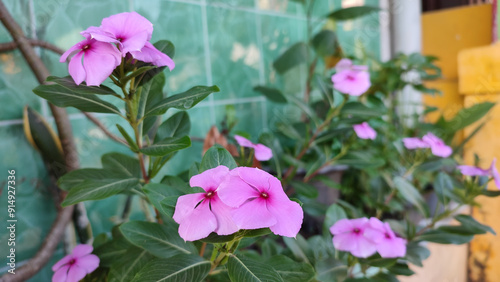 Pink periwinkle or Chinese myrtle or bitch grass or beach rose or Catharanthus roseus is a type of flowering plant in the Apocynaceae family which can be used as a medicinal and ornamental plant. photo