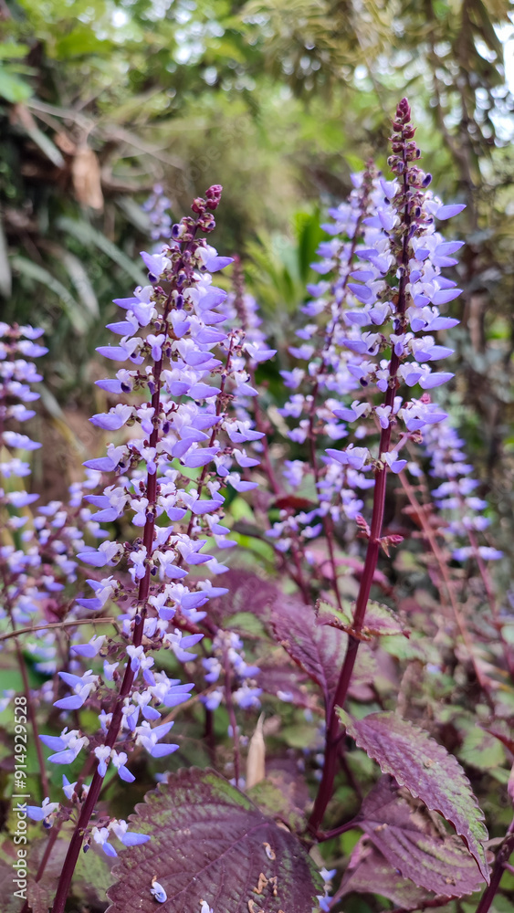 Small purple flowers of the Coleus scutellarioides (L.) Benth plant with purple leaves and subtle curves on the edges Small purple flowers of the Coleus scutellarioides (L.) Benth plant with purple leaves and subtle curves on the edges
