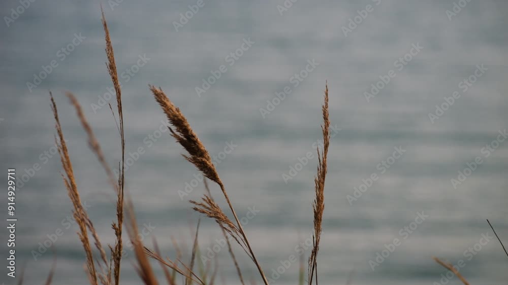 Blades of grass moving in slow motion in the wind in front of the sea in summer Blades of grass moving in slow motion in the wind in front of the sea in summer