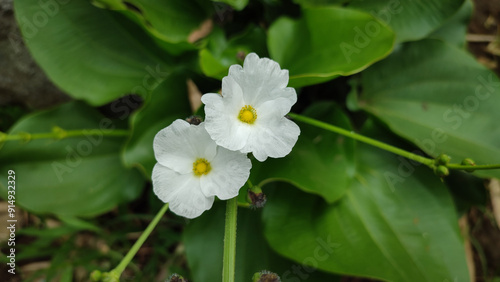 Echinodorus palifolius, also known as Mexican sword plant is an emerged aquatic plant in the Alismataceae