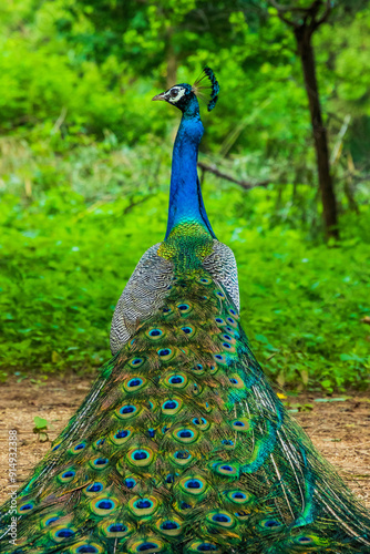 A peacock sitting with its feathers spread