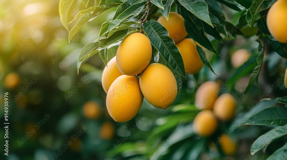 A bunch of mangoes hanging from a branch A bunch of mangoes hanging from a branch