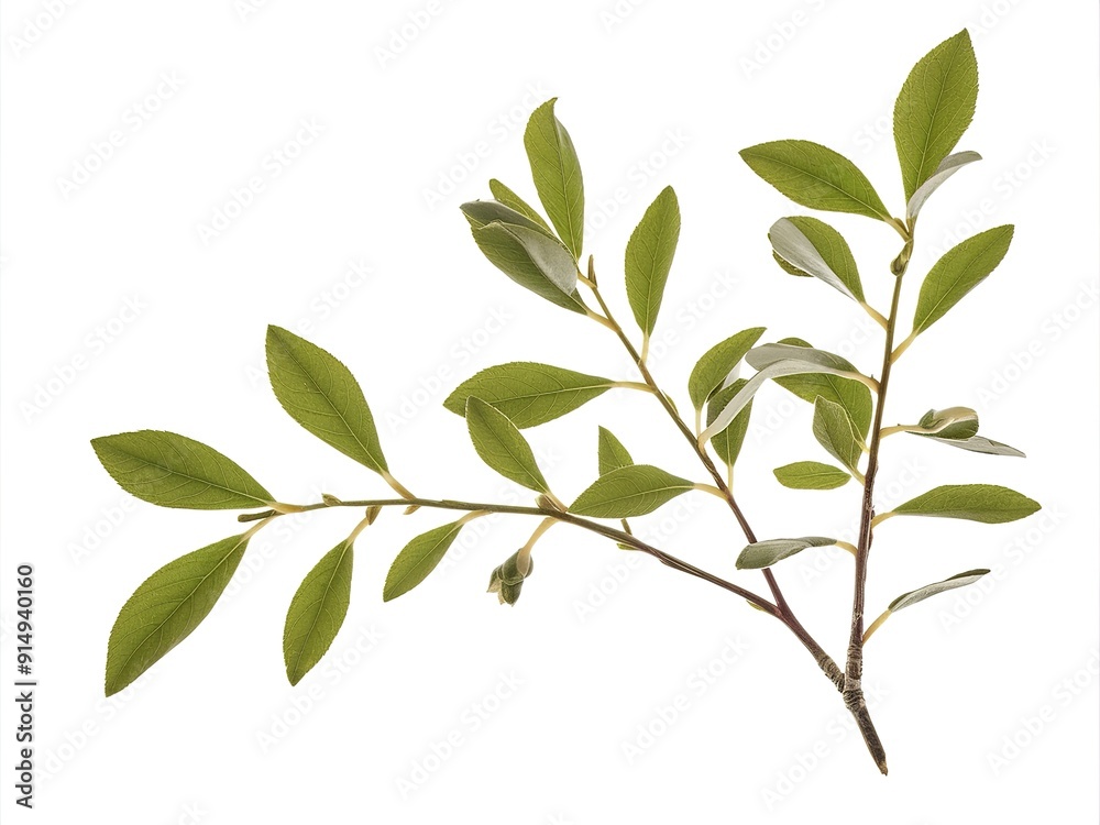 twig with green leaves macro shot isolate on white background twig with green leaves macro shot isolate on white background