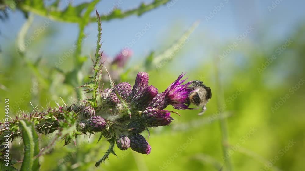 Bumblebee on marsh thistle flower on sunny day in nature Bumblebee on marsh thistle flower on sunny day in nature