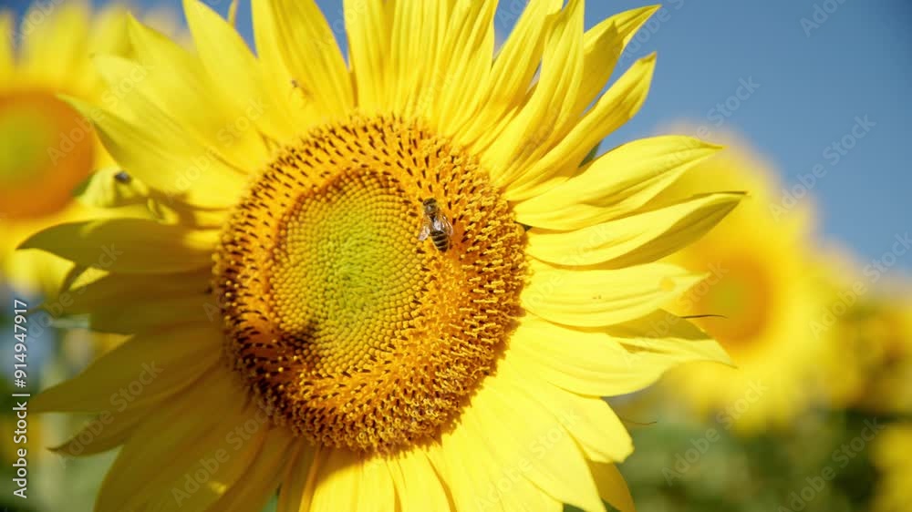 Sunflower Head With Bee Collecting Nectar On A Bright Sunny Morning. Close-up Shot Sunflower Head With Bee Collecting Nectar On A Bright Sunny Morning. Close-up Shot
