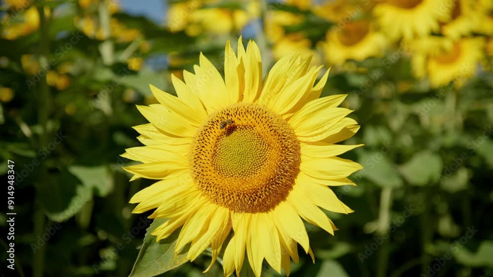 Bee Perched On Sunflower Head Pollinating. Close-up Shot Bee Perched On Sunflower Head Pollinating. Close-up Shot
