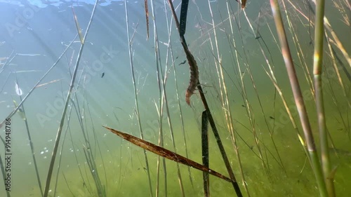 Great diving beetle (Dytiscus marginalis) larva in the pond, underwater footage, Estonia. photo