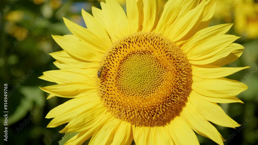 Bee Over Blooming Sunflower During Bright Sunny Day. Close-up Shot