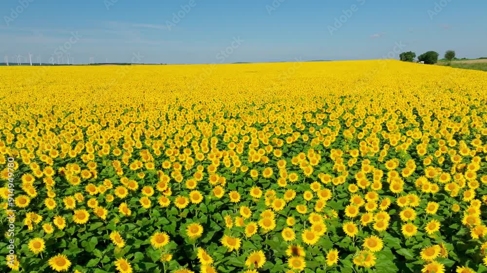 Countryside View Of Sunflower Fields Dancing In Sunny, Summertime Breeze. Aerial Drone Shot