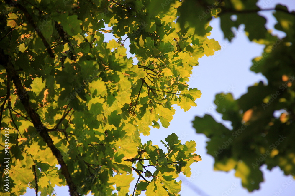 green oak leaves hanging from the branches photographed against the evening yellow light. oak tree branch with green leaves in summer green oak leaves hanging from the branches photographed against the evening yellow light. oak tree branch with green leaves in summer