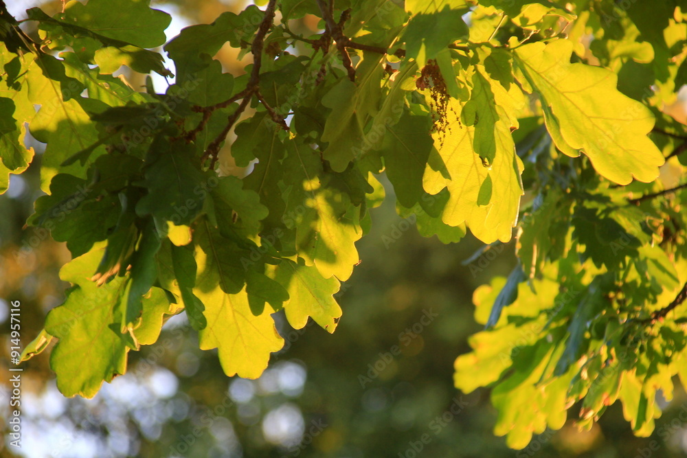 green oak leaves hanging from the branches photographed against the evening yellow light. oak tree branch with green leaves in summer green oak leaves hanging from the branches photographed against the evening yellow light. oak tree branch with green leaves in summer