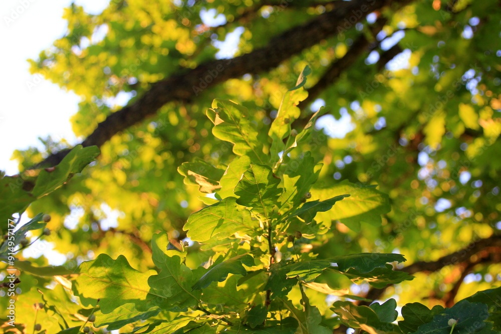 green oak leaves hanging from the branches photographed against the evening yellow light. oak tree branch with green leaves in summer green oak leaves hanging from the branches photographed against the evening yellow light. oak tree branch with green leaves in summer