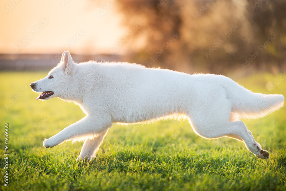 Obraz premium Shepherd dog in sunset light