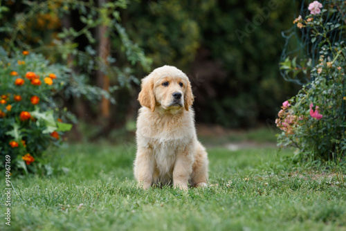 small dog puppy golden retriever labrador 3 months old walks in the park in the summer.