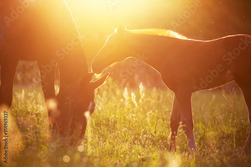 Fototapeta Naklejka Na Ścianę i Meble -  Mare with foal portrait