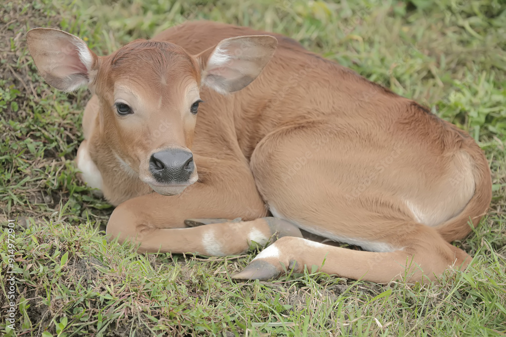 A young Javanese cow is vigilantly monitoring its surroundings. This mammal has the scientific name Bos javanicus. A young Javanese cow is vigilantly monitoring its surroundings. This mammal has the scientific name Bos javanicus.