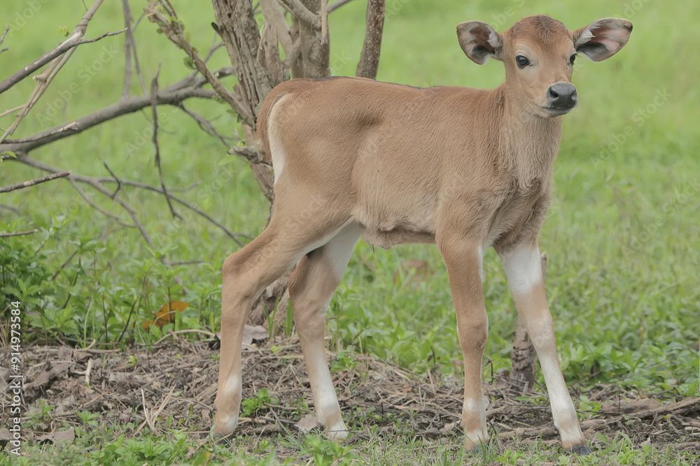 A young Javanese cow is vigilantly monitoring its surroundings. This mammal has the scientific name Bos javanicus. A young Javanese cow is vigilantly monitoring its surroundings. This mammal has the scientific name Bos javanicus.