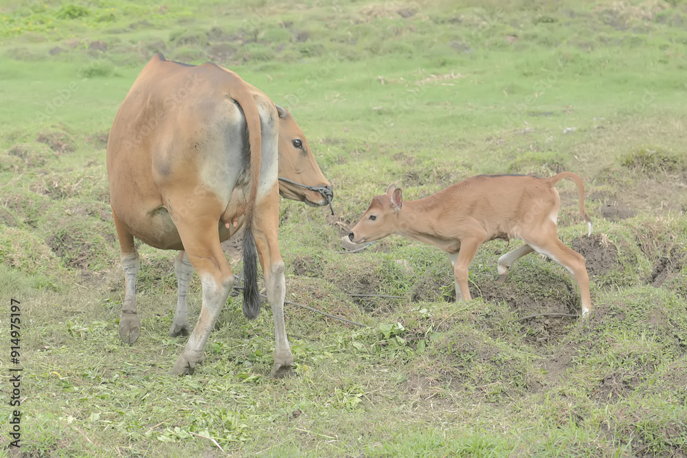 A mother Javanese cow is guarding her calf from predators. This mammal has the scientific name Bos javanicus. A mother Javanese cow is guarding her calf from predators. This mammal has the scientific name Bos javanicus.