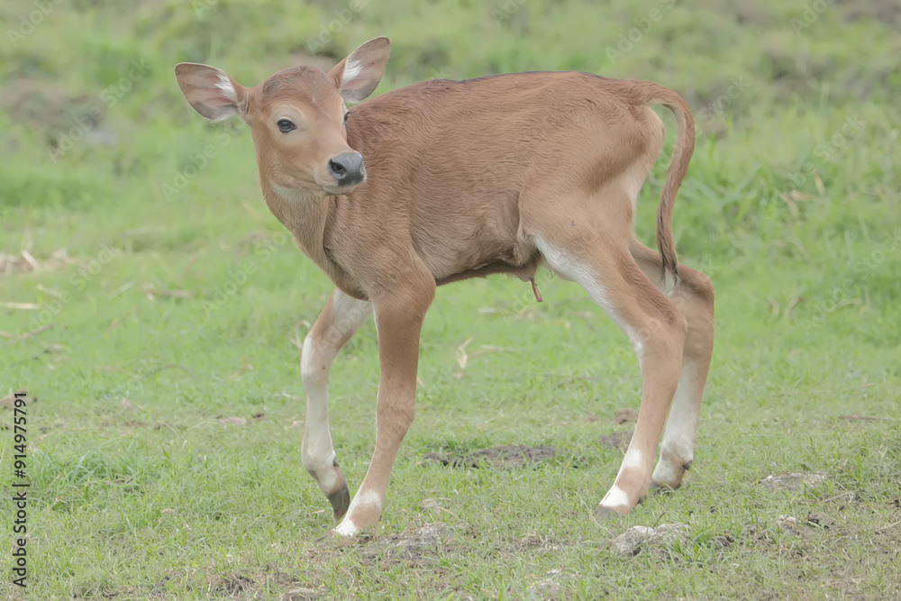 A young Javanese cow is vigilantly monitoring its surroundings. This mammal has the scientific name Bos javanicus. A young Javanese cow is vigilantly monitoring its surroundings. This mammal has the scientific name Bos javanicus.