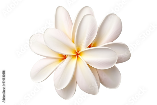 Delicate White Frangipani Blossoms Blooming Gracefully Under Soft Sunlight in Lush Tropical Garden on Transparent PNG Background.