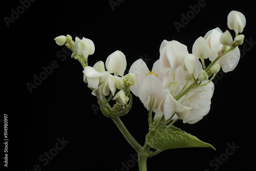 The beauty of white coral vine flowers when they are in full bloom. This beautiful flower has the scientific name Antigonon leptopus. photo