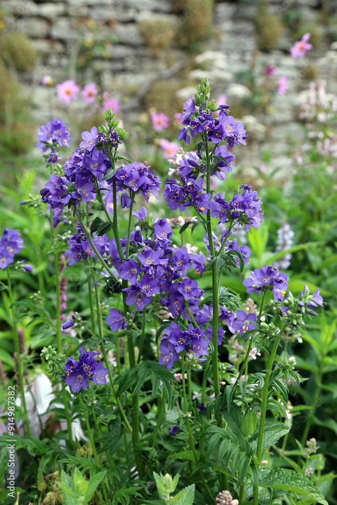 Patch of blue Jacob's Ladder plants, Derbyshire England
Patch of blue Jacob's Ladder plants, Derbyshire England