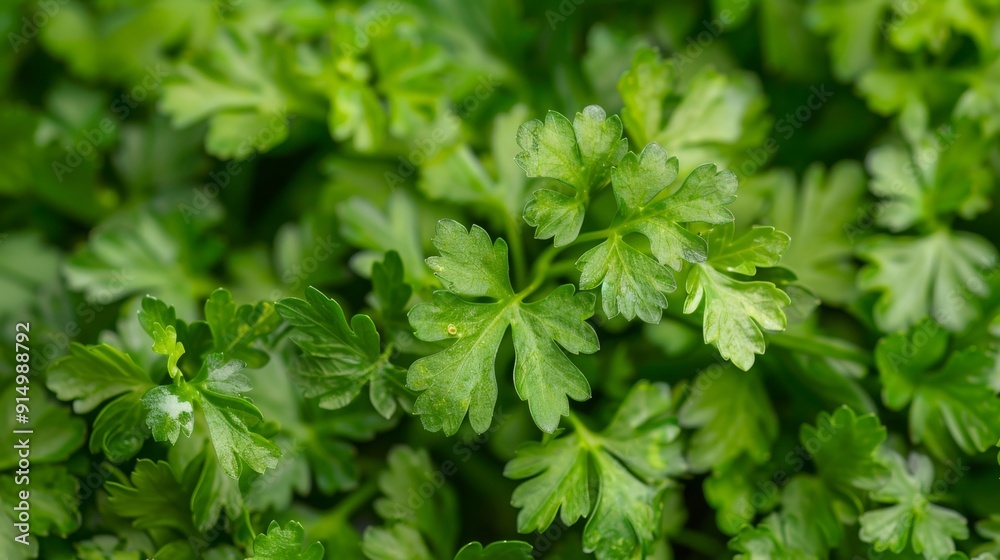 Lush Green Foliage Bathed in Sunlight in Garden Setting Lush Green Foliage Bathed in Sunlight in Garden Setting