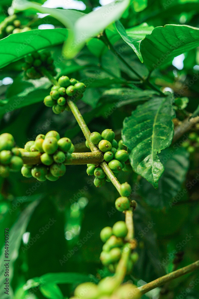 Fototapeta premium Green coffee beans on a branch of coffee tree at Mount Puntang West Java