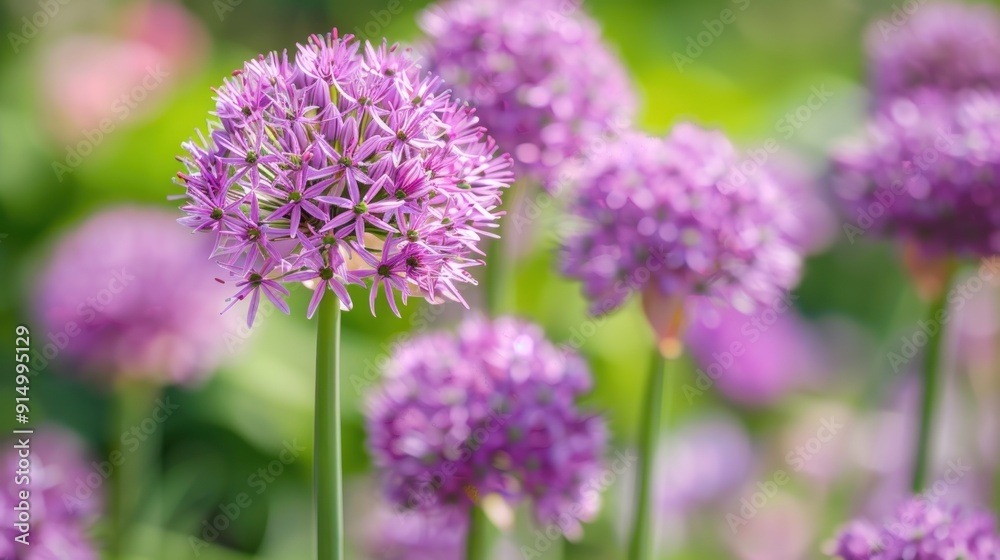 Close-up of a Purple Allium Flower in Bloom Close-up of a Purple Allium Flower in Bloom