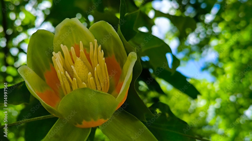 blooming tulip poplar tree close up blooming tulip poplar tree close up