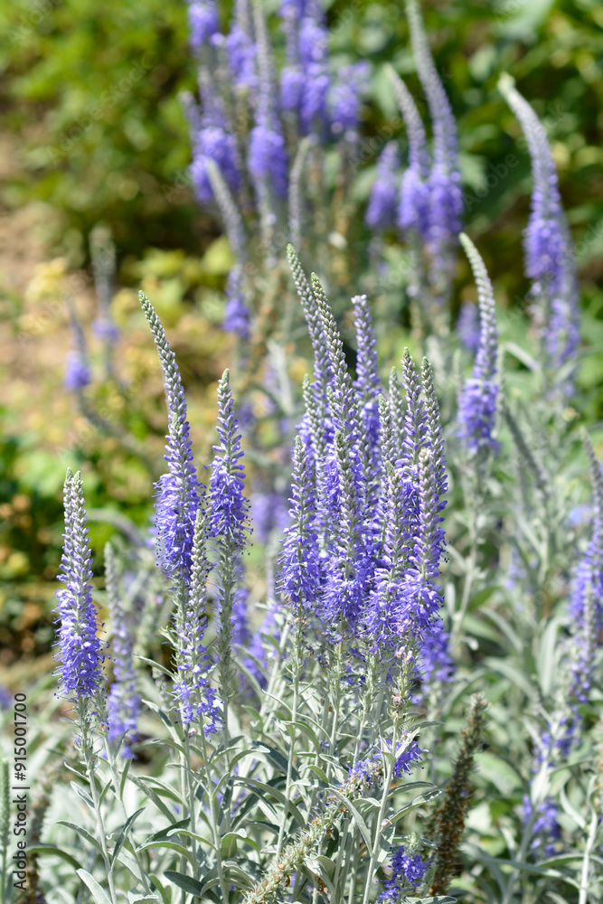 Obraz premium Silver speedwell flowers