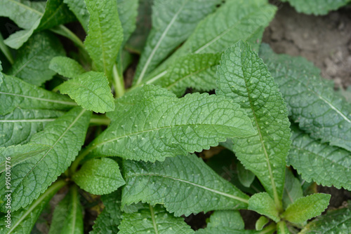 Common teasel leaves photo