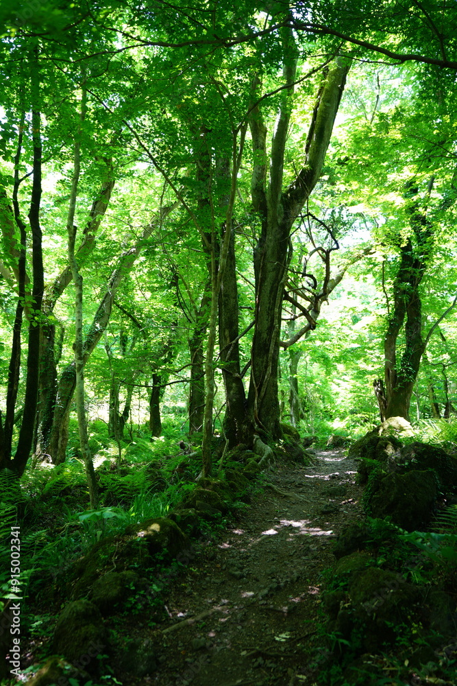 refreshing spring forest with fine pathway refreshing spring forest with fine pathway