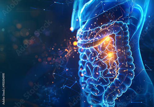 Human digestive system anatomy on blue color background. 3d illustration design