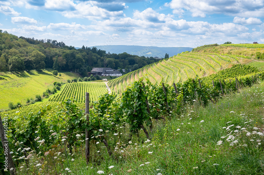 Fototapeta premium Grapes for riesling wine growing on the vine, vineyard in Trier, Moselle Valley in Germany, landscape and agriculture in rhineland palatine 