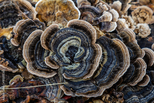 Foto Trametes versicolor, also known as Polyporus versicolor, is a common polypore mu