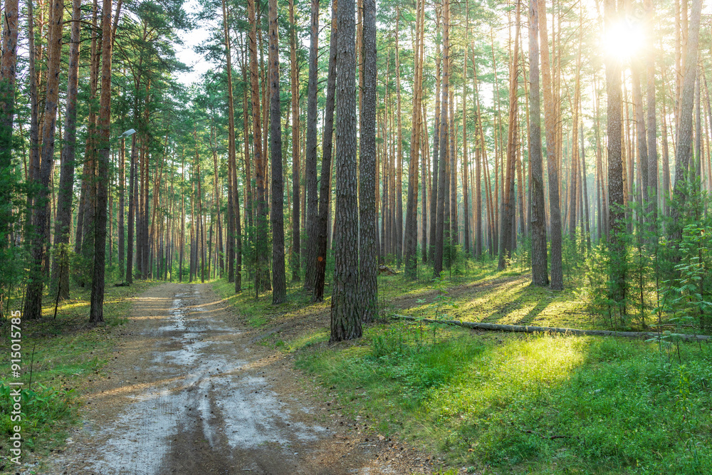 Fototapeta premium A forest with a dirt road in the middle