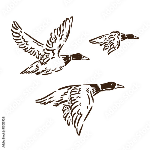 vector sketch of three flying ducks