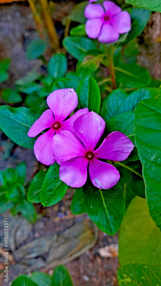pink flower in the garden, catharanthus roseus pink flower in the garden, catharanthus roseus